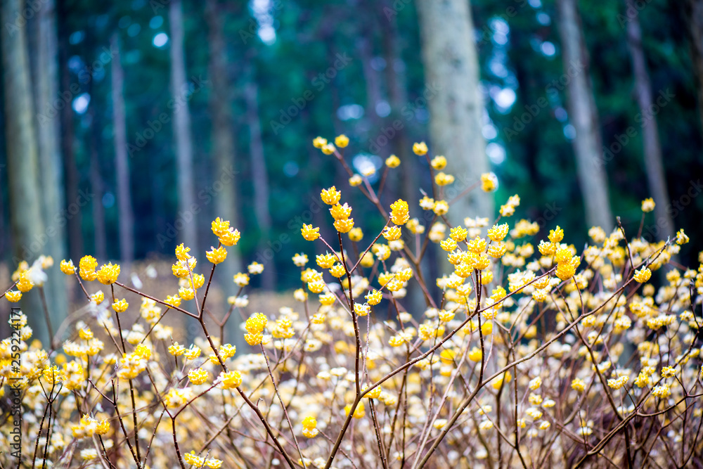 Obraz premium 九重のミツマタ