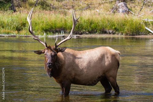 Wallpaper Mural Wapiti Hirsch 65 Torontodigital.ca