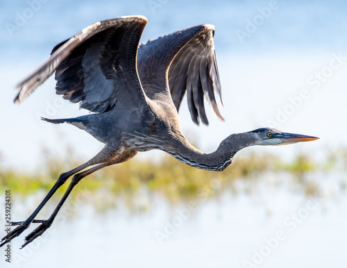 Closeup of a great blue heron in flight over a lake