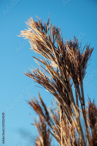 Tall golden grass against a clear blue sky