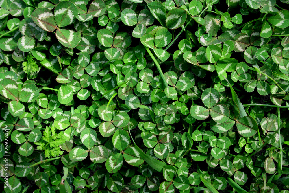 Beautiful background with green clover leaves for Saint Patrick's day. Beautiful background with green clover leaves for Saint Patrick's day.