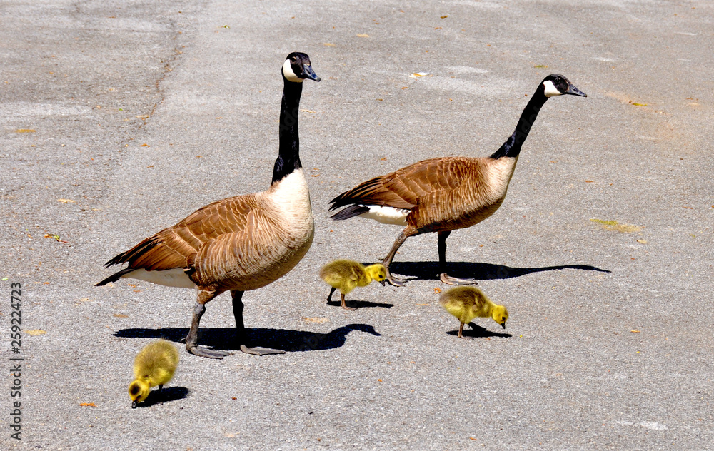 Fototapeta premium Canada goose family