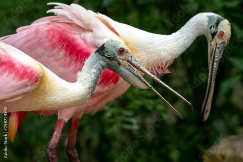 Pair of spoonbills having a discussion