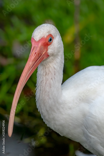 portrait of an ibis - a Florida shore bird
