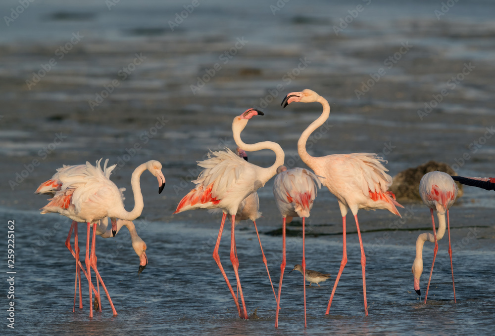 Flamingos are beautiful and gregarious wading birds Flamingos are beautiful and gregarious wading birds