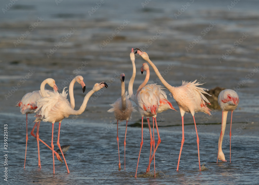 Greater Flamingos friendly fight, Bahrain Greater Flamingos friendly fight, Bahrain
