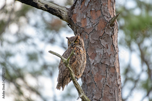 owl perched on a branch watching for danger