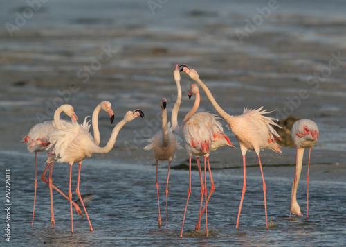 Greater Flamingos friendly fight, Bahrain