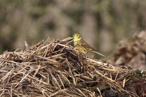 Yellowhammer