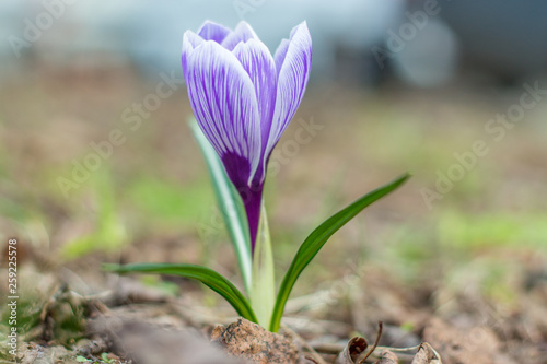 einzelner Krokus lila-weiß