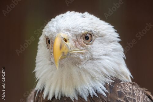 Close up of a bald eagle