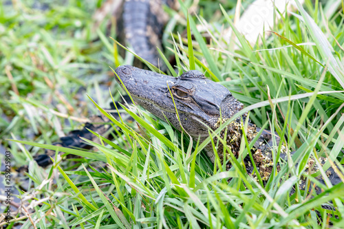 Baby alligator hiding in the tall grass on a bank in Florida