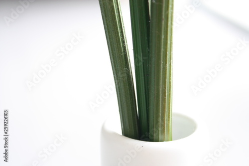 stem