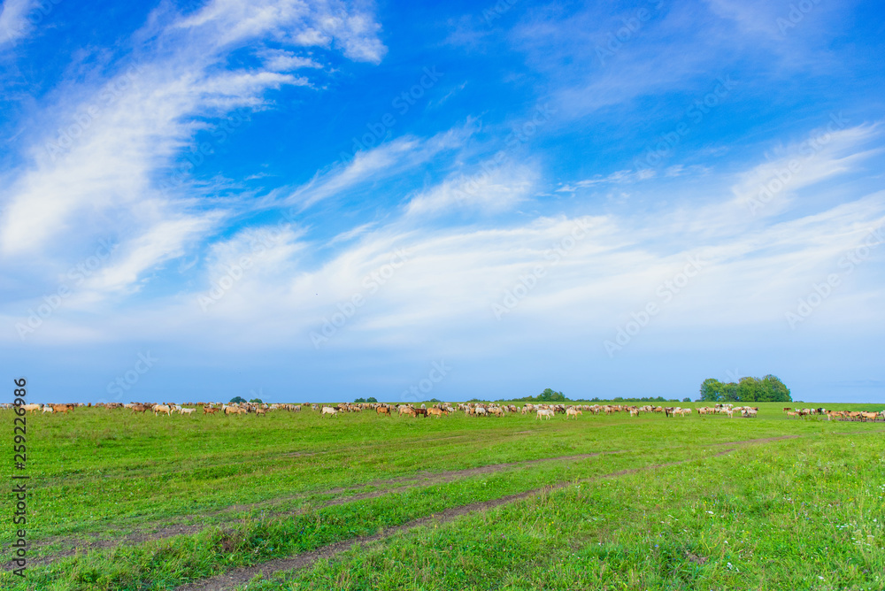 panorama of a large herd of many horses grazing on a green meadow, summer hot day, against the large blue sky