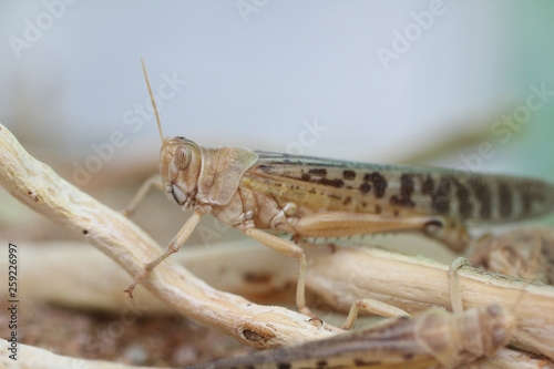 Foto LOCUST SITTING ON BRANCH