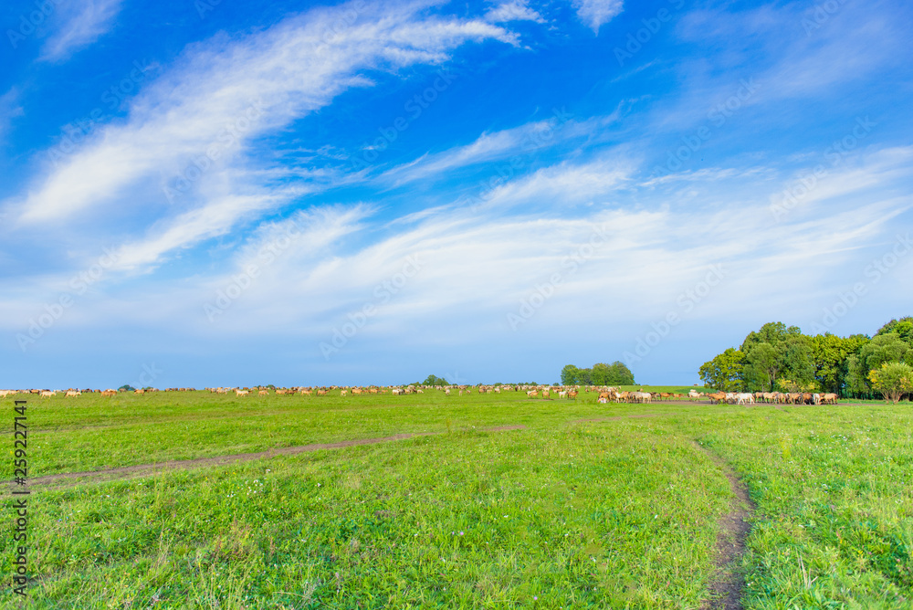 panorama of a large herd of many horses grazing on a green meadow, summer hot day, against the large blue sky