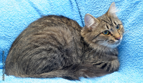 gray tabby cat on a blue background photo