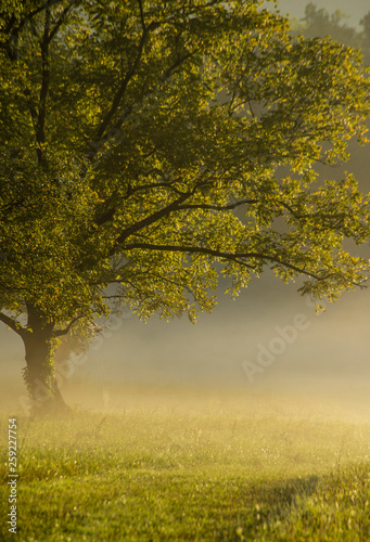 Early morning fog in the fields of Cades Cove.