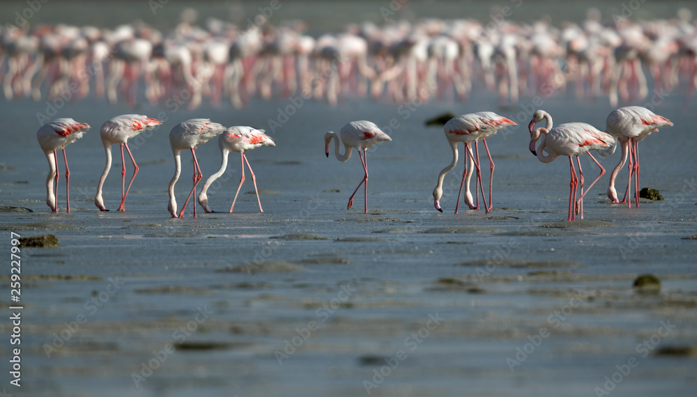 Fototapeta premium Greater Flamingos at Eker creek, Bahrain