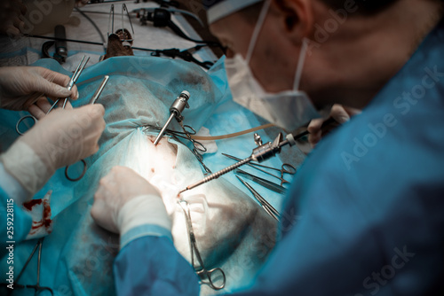 castration dogs, veterinary hospital, doctors and the patient in the operating room