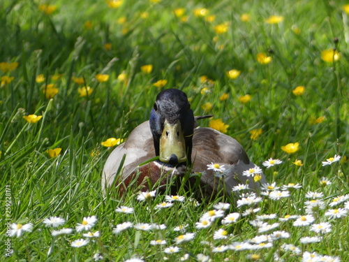 Anas platyrhynchos - a male mallard duck sitting in grass