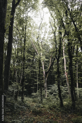 forest © Ilya Postnikov