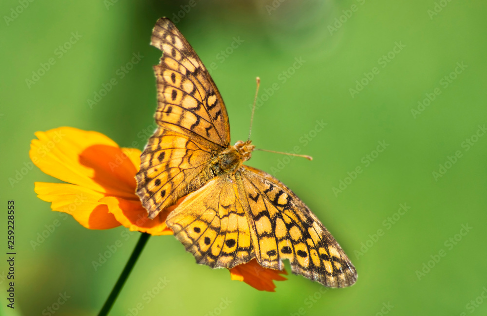 Star Spangled Fritillary feeding on Zinnia blooms.