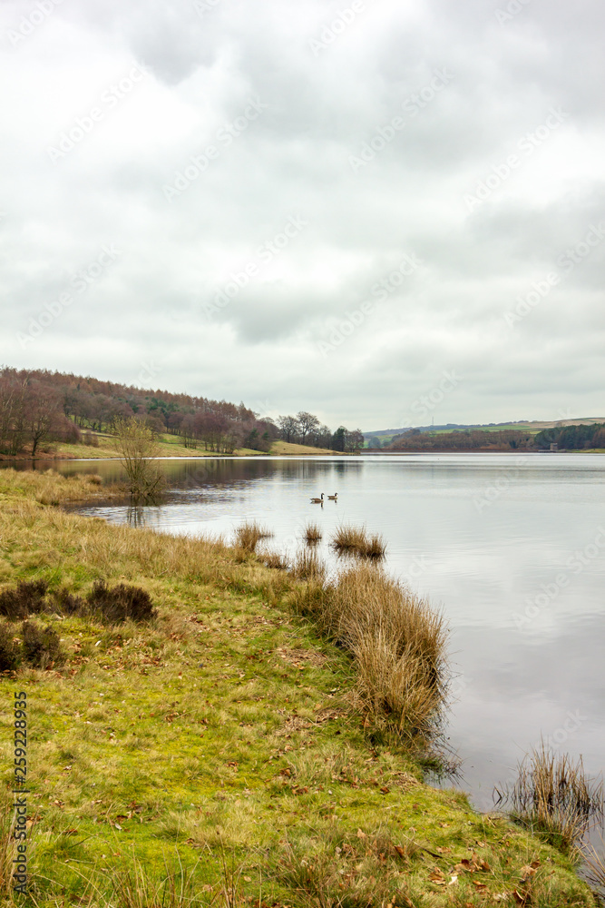 A view of a calm lake with some ducks surrounded with trees and green vegetation under a white cloudy sky