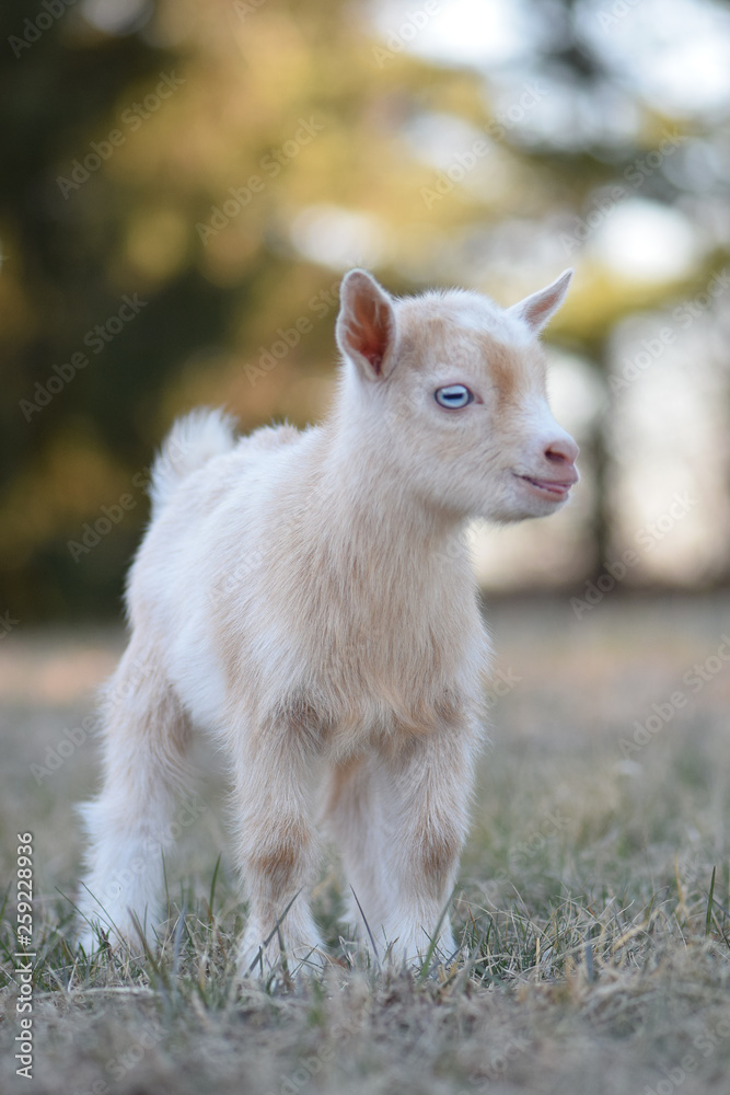 Nigerian Dwarf Doe Kid Dairy Goat Nigerian Dwarf Doe Kid Dairy Goat