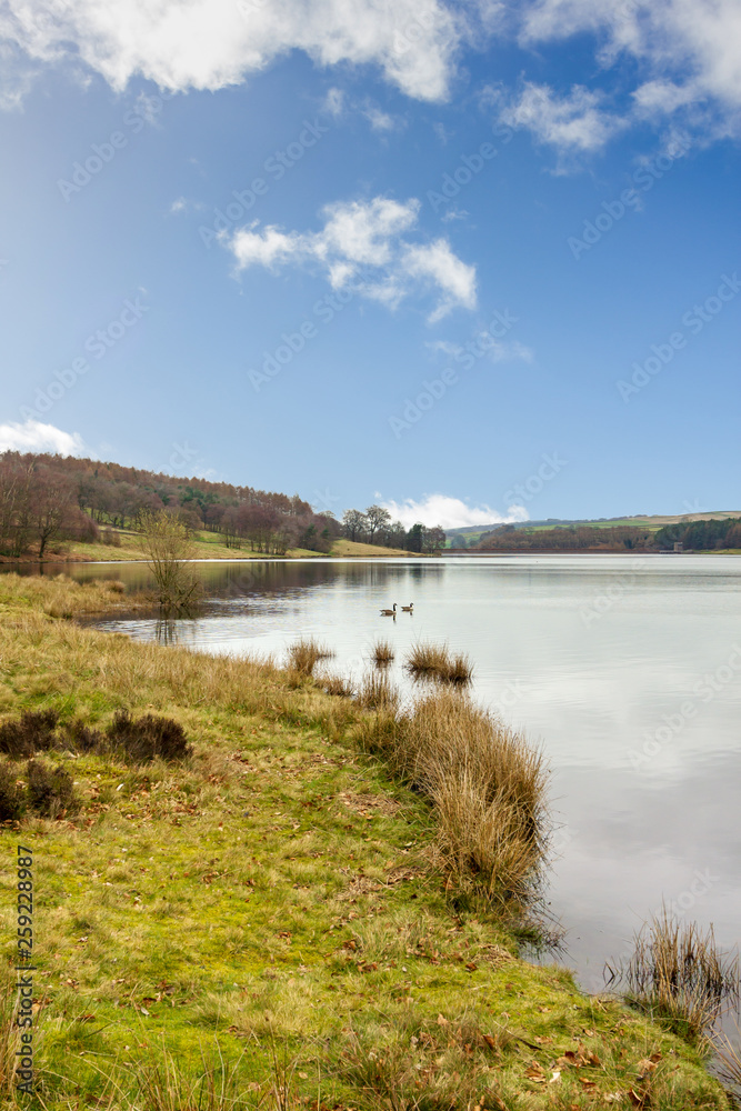 A view of a calm lake with some ducks surrounded with trees and green vegetation under a majestic blue sky and white clouds A view of a calm lake with some ducks surrounded with trees and green vegetation under a majestic blue sky and white clouds