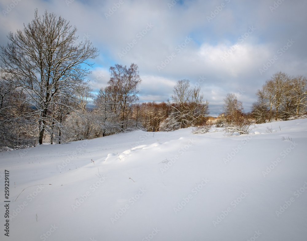 snow-covered field with forest in the background snow-covered field with forest in the background