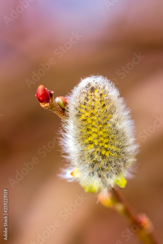 Willow catking blossom during spring