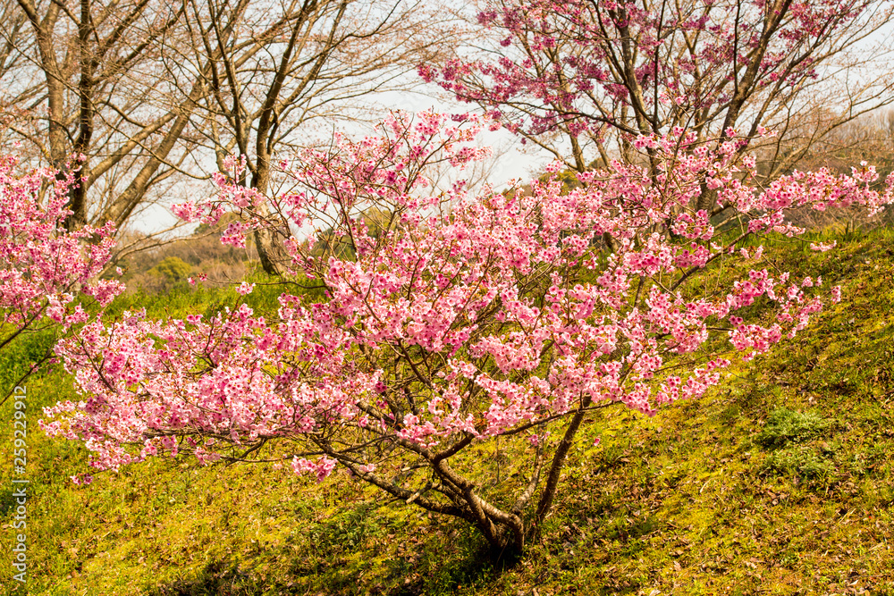 桜づつみ公園の陽光