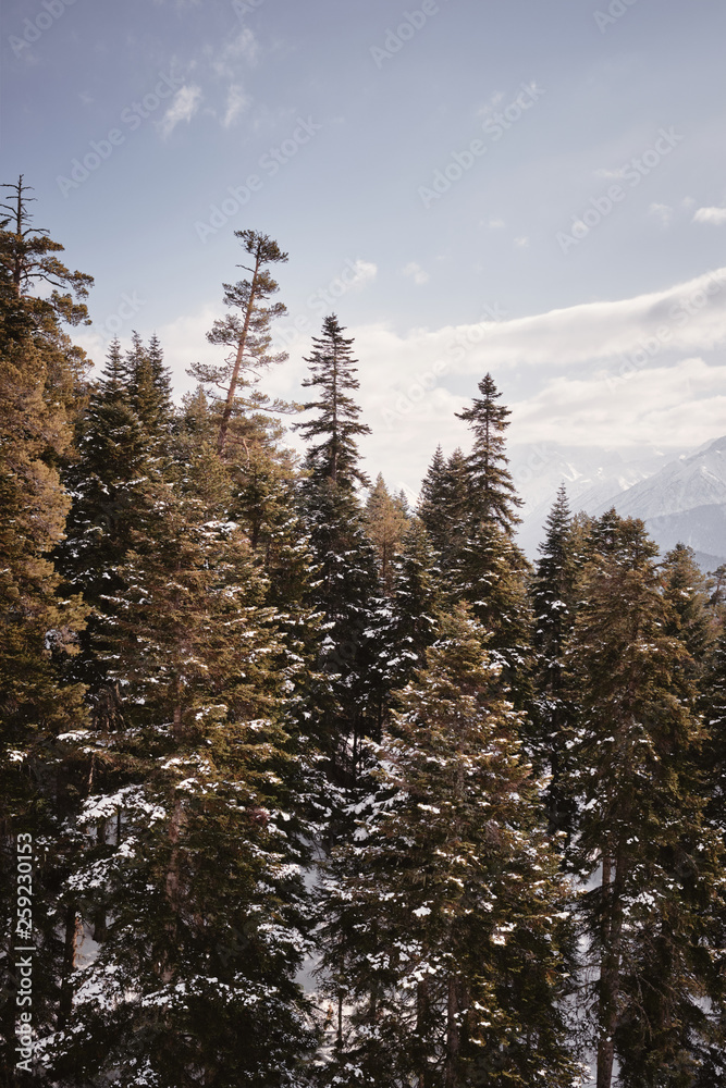snow covered trees snow covered trees