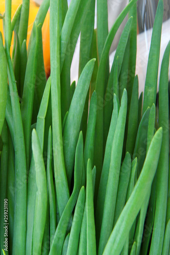 Spring green onions