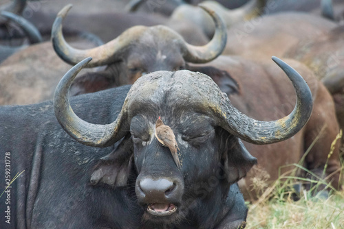 Ox Pecker Cleaning a Buffalos Face