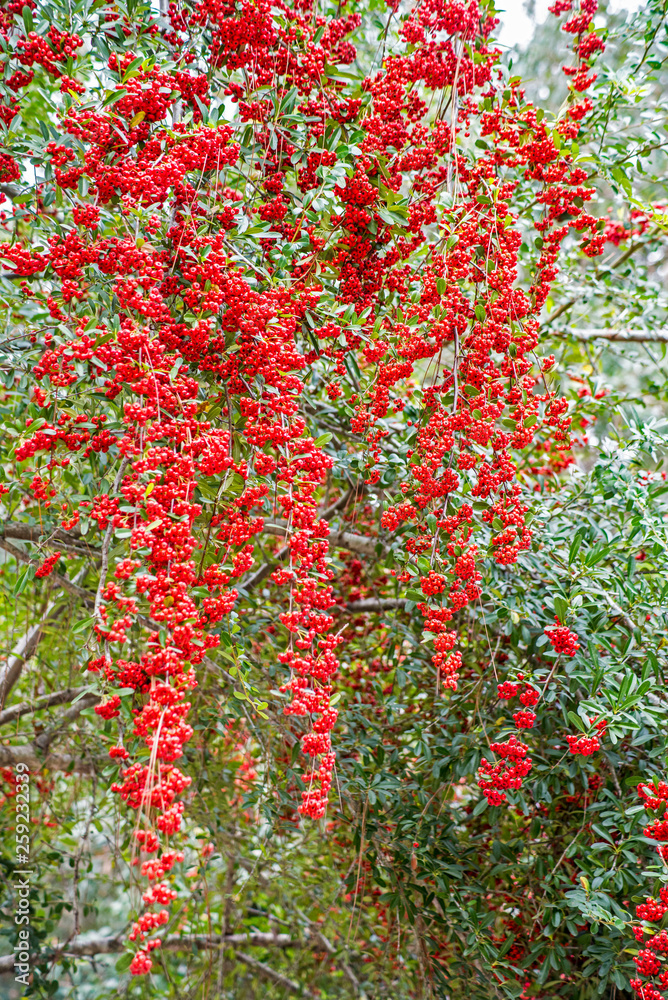 Red hanging flowers hang from a bush in summer.