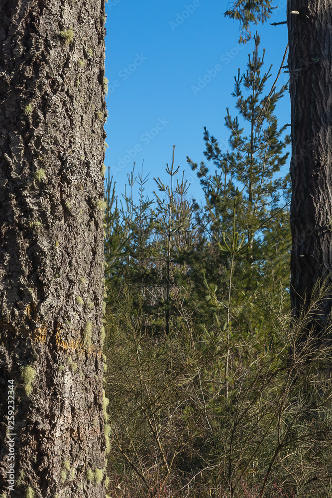 sun shining over a pine tree trunk covered in moss