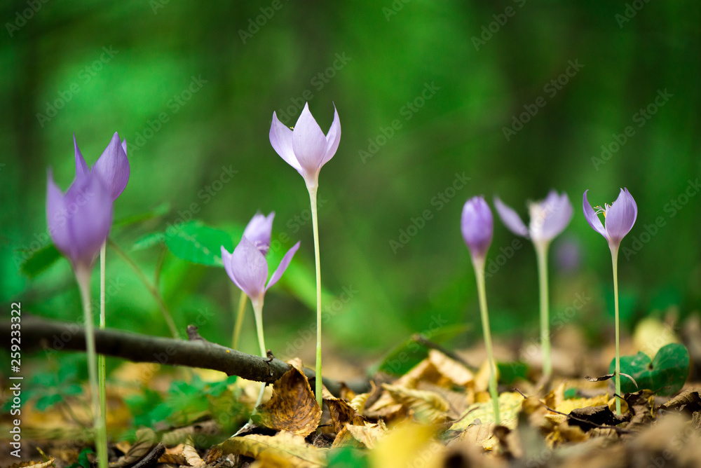 Blue, violet crocuses blooming in forest in early autumn. Colorful, yellow, dry leaves covering the soil and ground. Romantic, meditation nature. Concept of changing seasons. Blue, violet crocuses blooming in forest in early autumn. Colorful, yellow, dry leaves covering the soil and ground. Romantic, meditation nature. Concept of changing seasons.