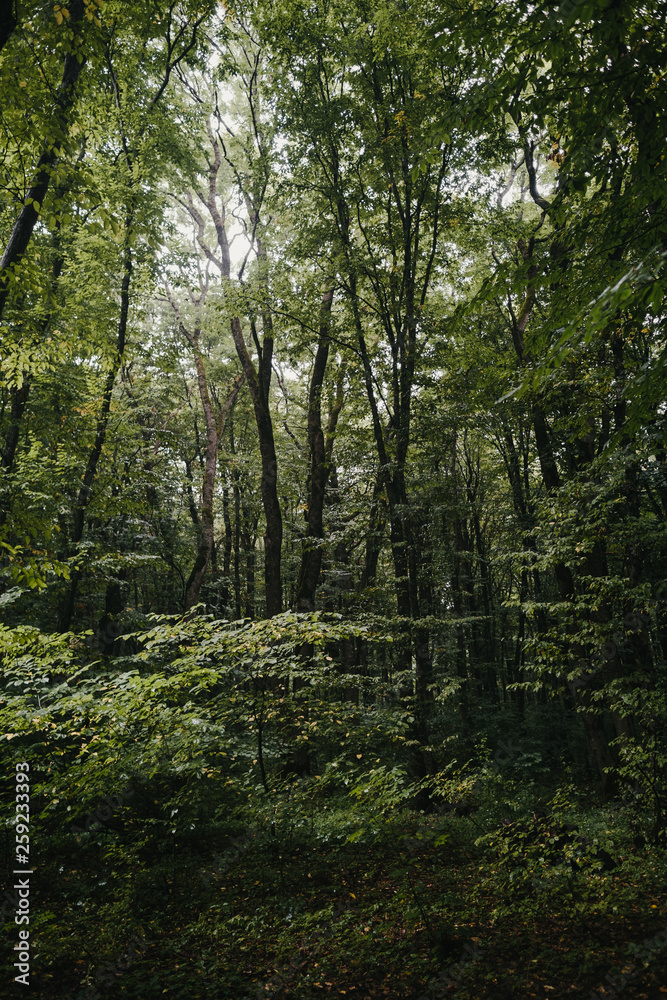 trees in the forest