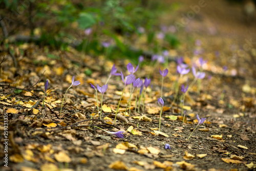 Blue, violet crocuses blooming in forest in early autumn. Colorful, yellow, dry leaves covering the soil and ground. Romantic, meditation nature. Concept of changing seasons.  photo