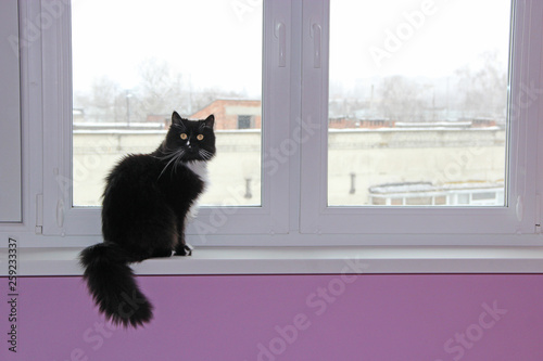 Cat sitting at window and looking out. Pet on window-sill