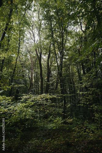trees in the forest © Ilya Postnikov