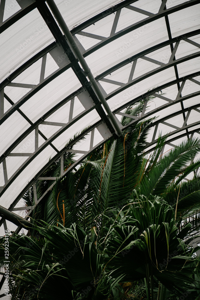 green plants in a greenhouse