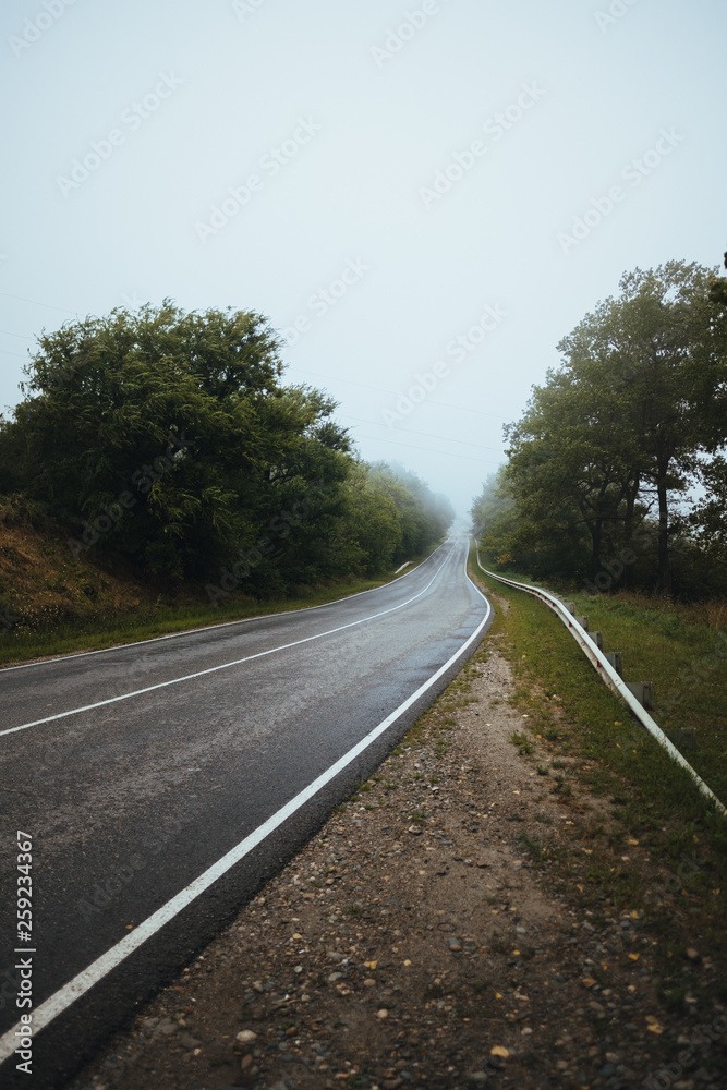 Fototapeta premium road in the forest