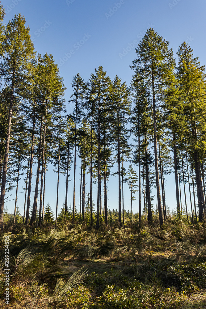 very tall trees towering up above lush green undergrowth very tall trees towering up above lush green undergrowth