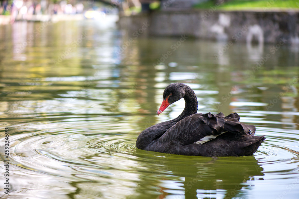 Fototapeta premium Beautiful black swan (Cygnus atratus) swimming in green water in lake, pool or pond in park in city center.