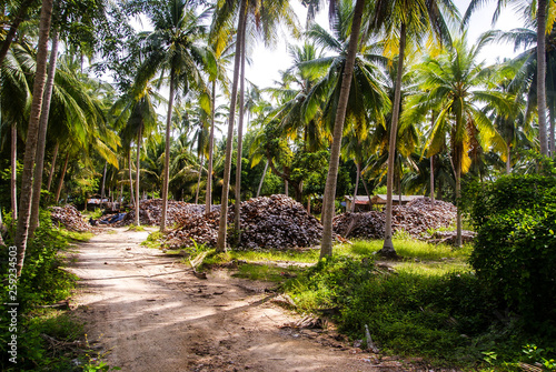 Fototapeta Naklejka Na Ścianę i Meble -  A pile of coconut shell in the middle of the coconut grove on Samui