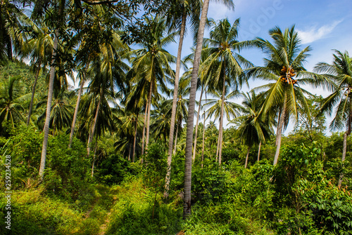Coconut palm grove on the tropical Thai island Koh Samui