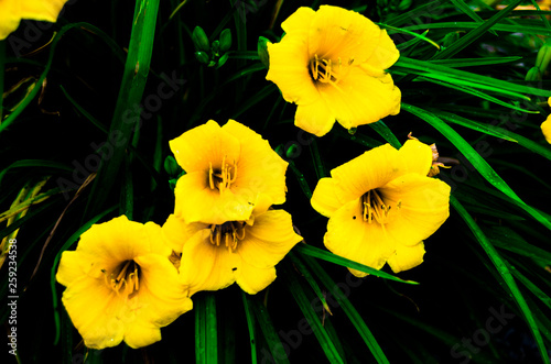 yellow daffodils on black background